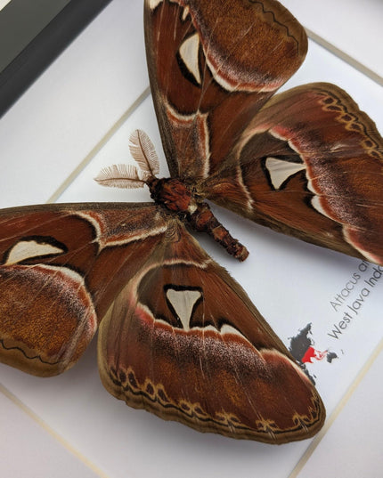 Framed atlas moth taxidermy: entomology wall art (10"x8")