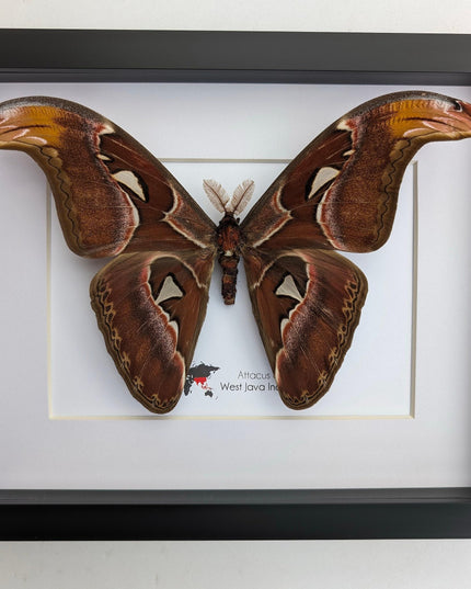 Framed atlas moth taxidermy: entomology wall art (10"x8")