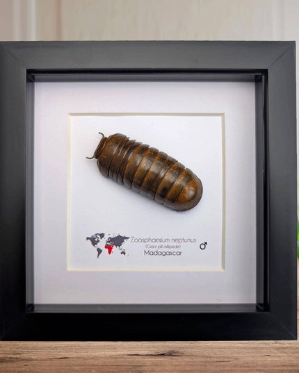 Framed neptune giant pill millipede - madagascar shadow box (6"x6")