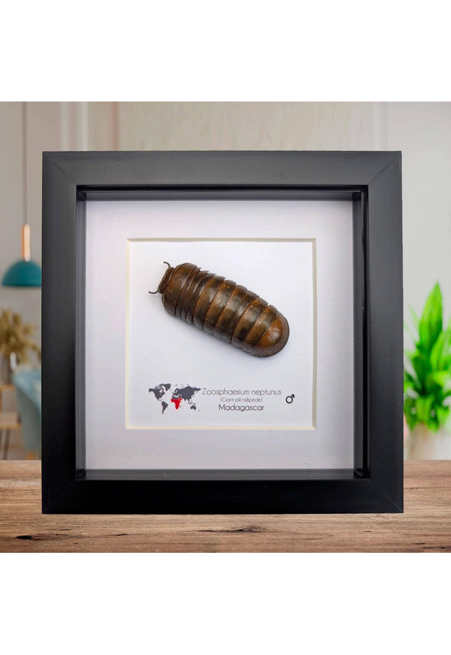 Framed neptune giant pill millipede - madagascar shadow box (6"x6")