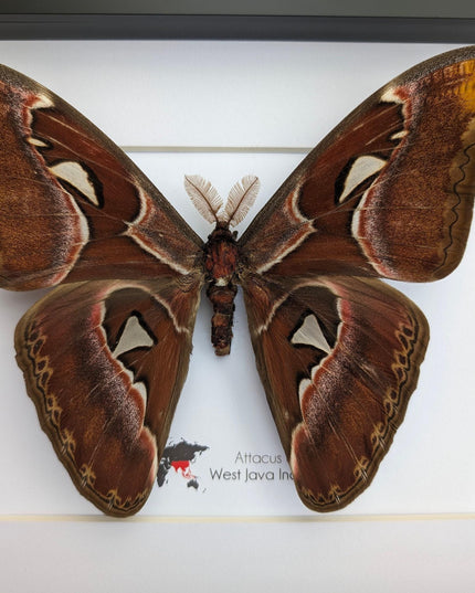 Framed atlas moth taxidermy: entomology wall art (10"x8")