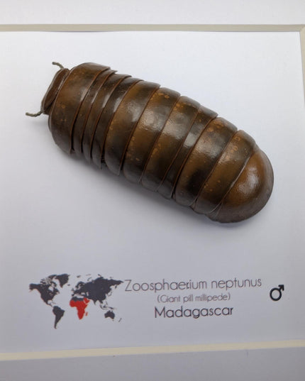 Framed neptune giant pill millipede - madagascar shadow box (6"x6")