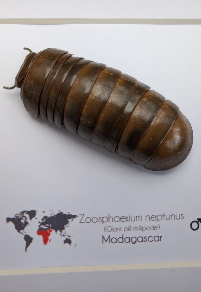 Framed neptune giant pill millipede - madagascar shadow box (6"x6")