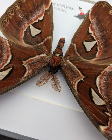 Framed atlas moth taxidermy: entomology wall art (10"x8")