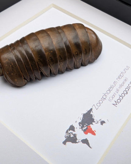 Framed neptune giant pill millipede - madagascar shadow box (6"x6")