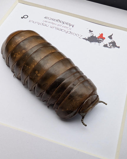 Framed neptune giant pill millipede - madagascar shadow box (6"x6")