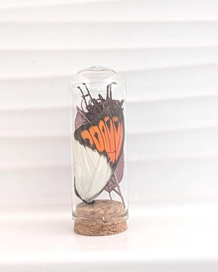 Butterfly wing glass dome: pressed flower nature keepsake