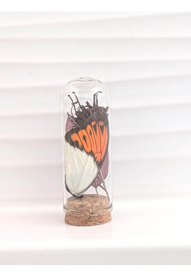 Butterfly wing glass dome: pressed flower nature keepsake