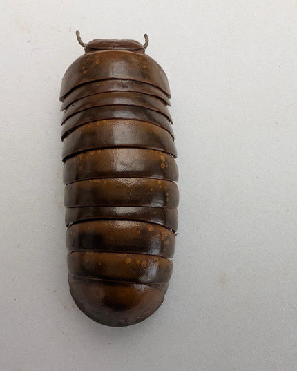 Framed neptune giant pill millipede - madagascar shadow box (6"x6")