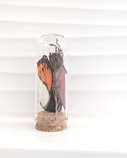 Butterfly wing glass dome: pressed flower nature keepsake