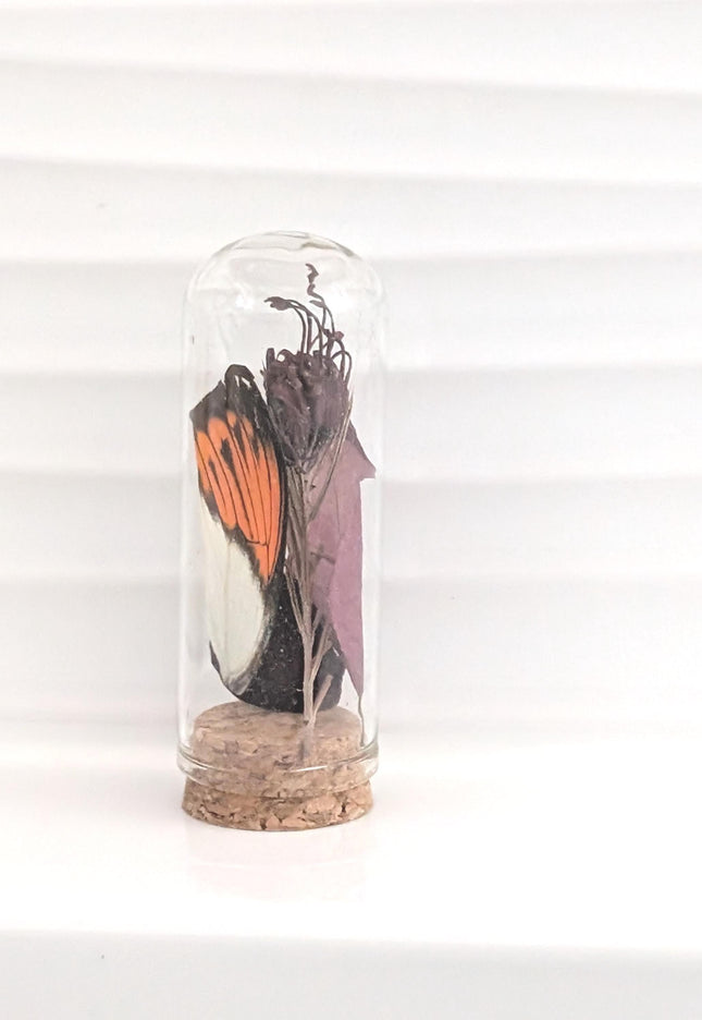 Butterfly wing glass dome: pressed flower nature keepsake
