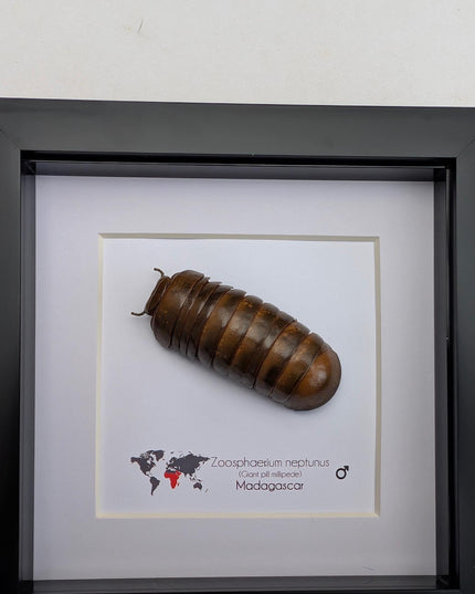 Framed neptune giant pill millipede - madagascar shadow box (6"x6")
