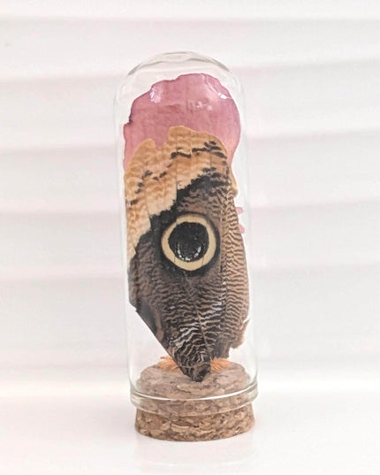 Owl butterfly wing glass dome: pressed flower terrarium decor