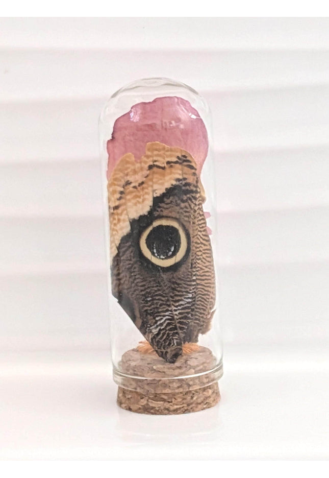 Owl butterfly wing glass dome: pressed flower terrarium decor
