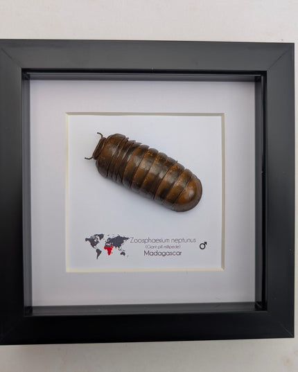 Framed neptune giant pill millipede - madagascar shadow box (6"x6")