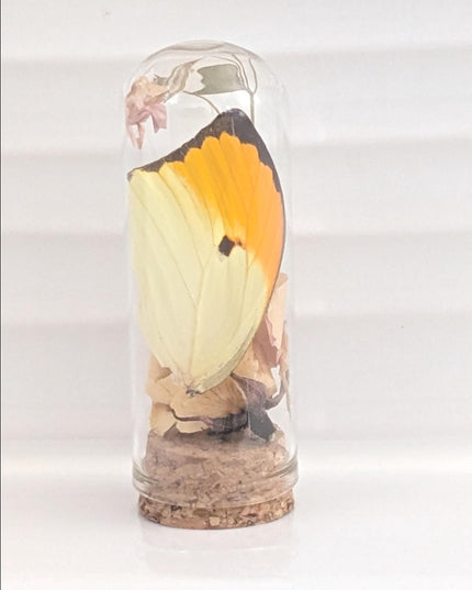 Butterfly wing glass dome: botanical terrarium decor with dry rose