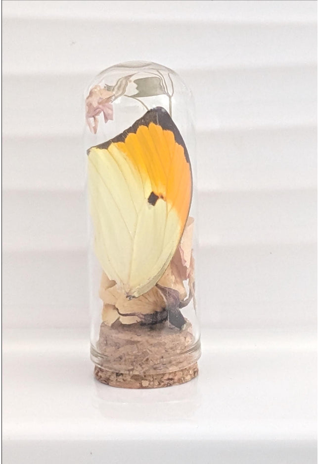 Butterfly wing glass dome: botanical terrarium decor with dry rose