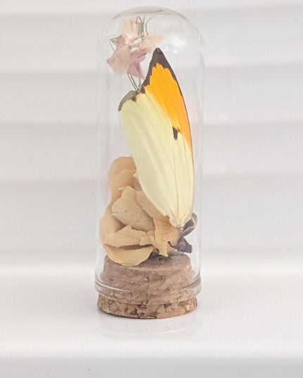 Butterfly wing glass dome: botanical terrarium decor with dry rose