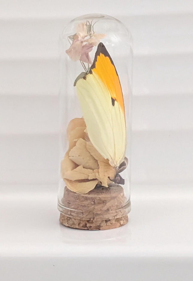 Butterfly wing glass dome: botanical terrarium decor with dry rose