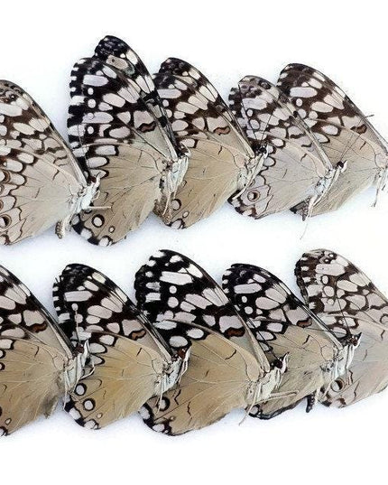 Dried cracker butterflies: hamadryas ssp specimens, art craft supply (bundle of 10)