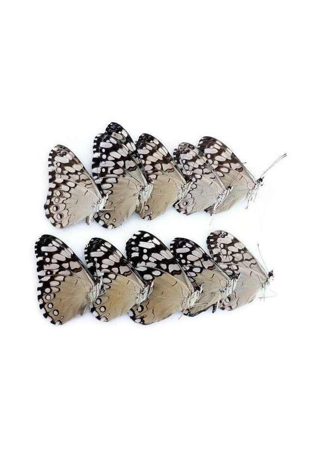 Dried cracker butterflies: hamadryas ssp specimens, art craft supply (bundle of 10)