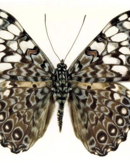 Dried cracker butterflies: hamadryas ssp specimens, art craft supply (bundle of 10)