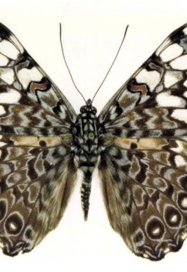 Dried cracker butterflies: hamadryas ssp specimens, art craft supply (bundle of 10)