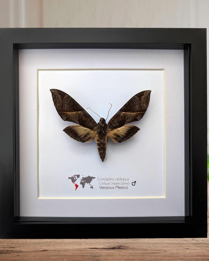 Framed oblique-lined sphinx moth taxidermy, 8x8 entomology display