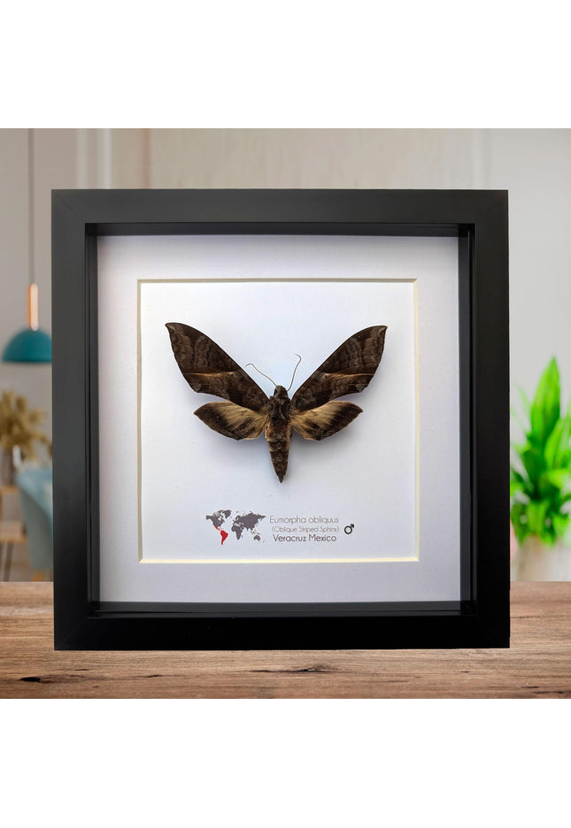 Framed oblique-lined sphinx moth taxidermy, 8x8 entomology display
