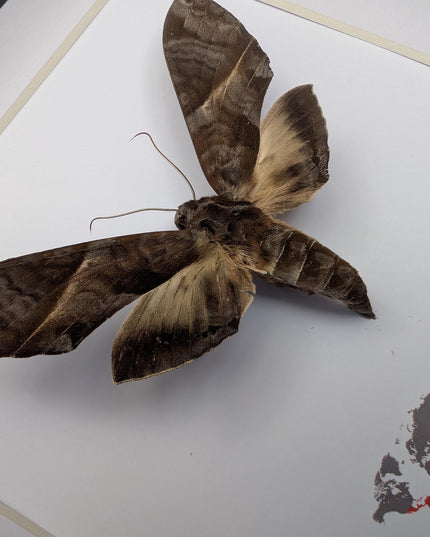 Framed oblique-lined sphinx moth taxidermy, 8x8 entomology display