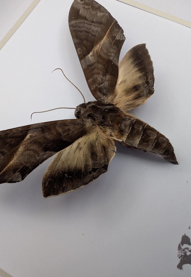 Framed oblique-lined sphinx moth taxidermy, 8x8 entomology display