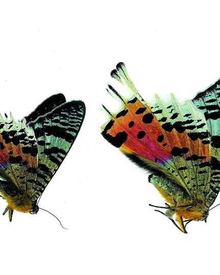 Madagascan sunset moth dried specimens, entomology supply, art craft (bundle of 2)