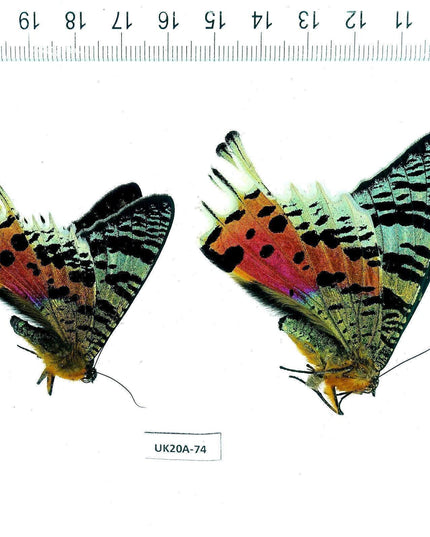 Madagascan sunset moth dried specimens, entomology supply, art craft (bundle of 2)