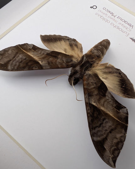 Framed oblique-lined sphinx moth taxidermy, 8x8 entomology display