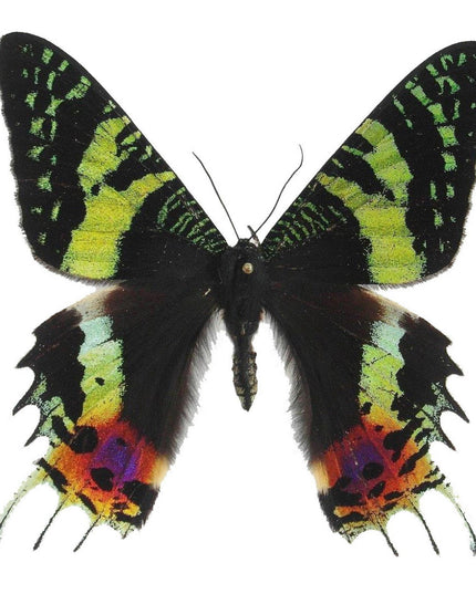 Madagascan sunset moth dried specimens, entomology supply, art craft (bundle of 2)