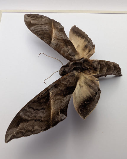 Framed oblique-lined sphinx moth taxidermy, 8x8 entomology display