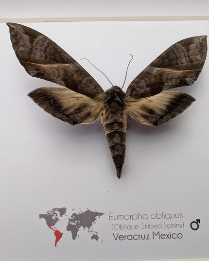 Framed oblique-lined sphinx moth taxidermy, 8x8 entomology display