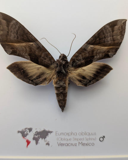 Framed oblique-lined sphinx moth taxidermy, 8x8 entomology display