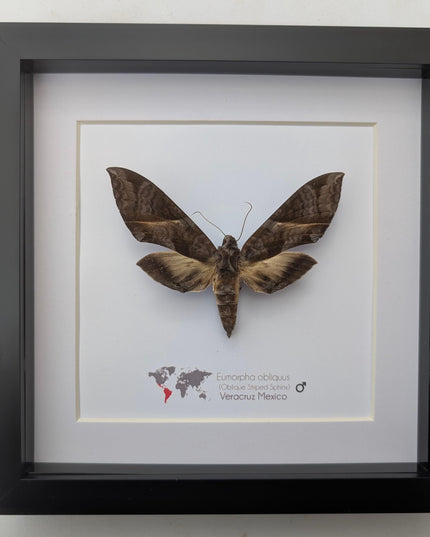 Framed oblique-lined sphinx moth taxidermy, 8x8 entomology display