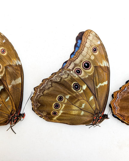 Morpho didius butterfly set, giant iridescent blue, taxidermy papered specimen