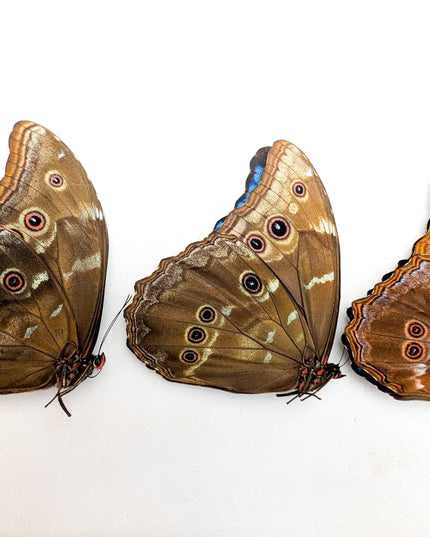 Morpho didius butterfly set, giant iridescent blue, taxidermy papered specimen