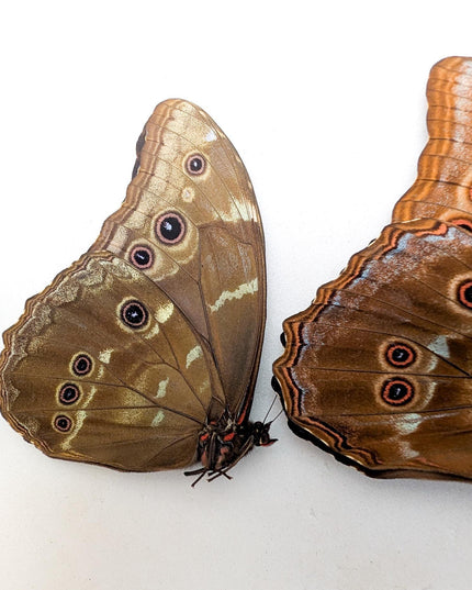 Morpho didius butterfly set, giant iridescent blue, taxidermy papered specimen