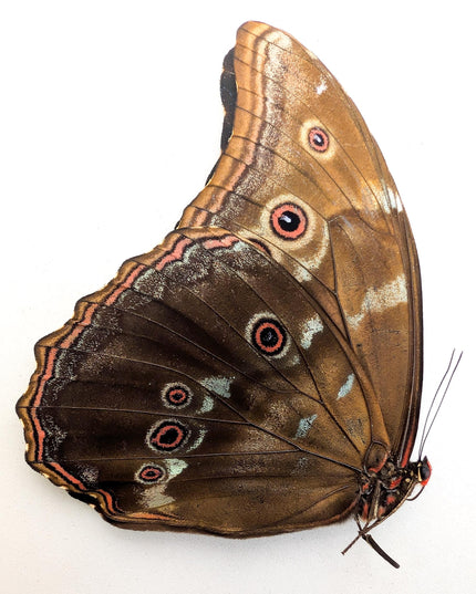 Morpho didius butterfly set, giant iridescent blue, taxidermy papered specimen