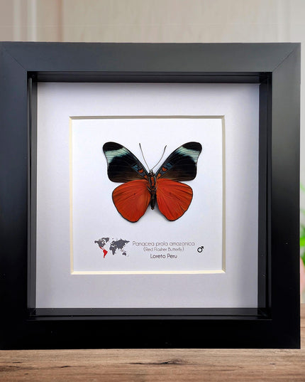 Framed red flasher butterfly - panacea prola amazonica - entomology wall decor (6x6)