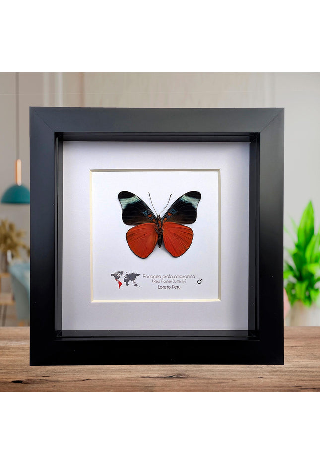 Framed red flasher butterfly - panacea prola amazonica - entomology wall decor (6x6)