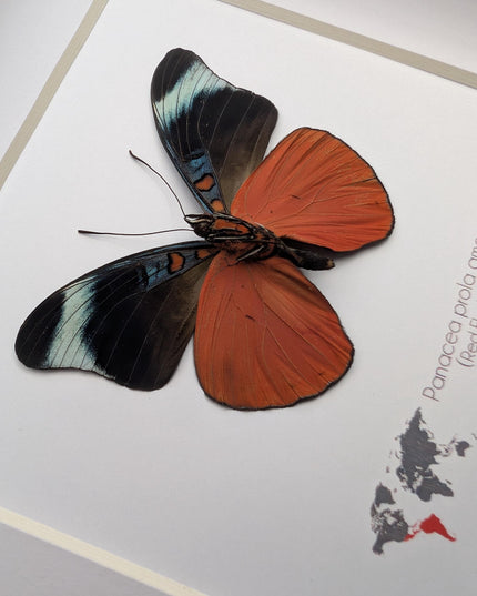 Framed red flasher butterfly - panacea prola amazonica - entomology wall decor (6x6)