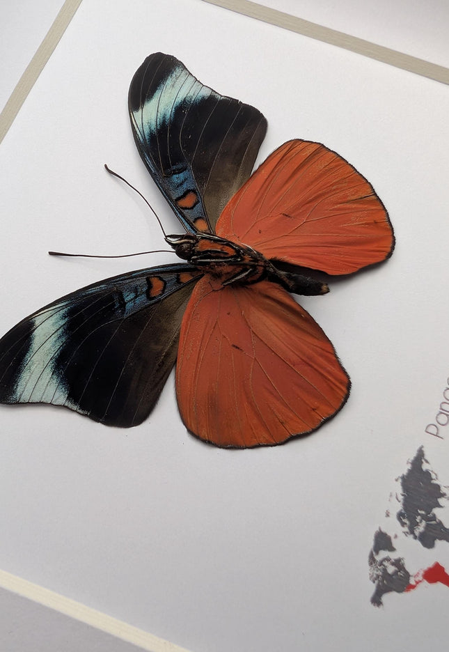 Framed red flasher butterfly - panacea prola amazonica - entomology wall decor (6x6)