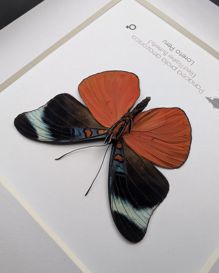 Framed red flasher butterfly - panacea prola amazonica - entomology wall decor (6x6)