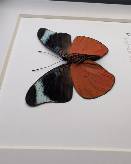 Framed red flasher butterfly - panacea prola amazonica - entomology wall decor (6x6)
