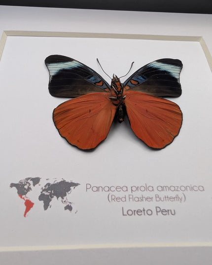 Framed red flasher butterfly - panacea prola amazonica - entomology wall decor (6x6)